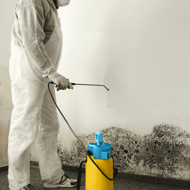 Mold Removal Services in Fairway, KS