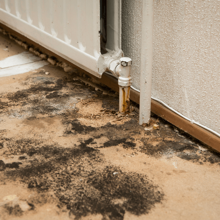 Mold Removal