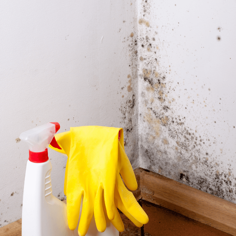 Mold Removal