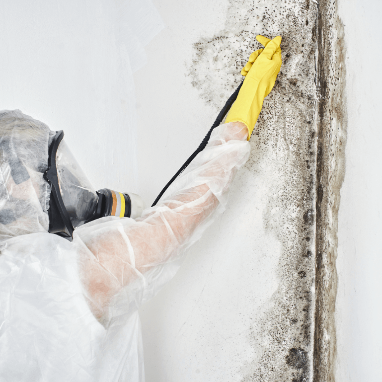Mold Removal