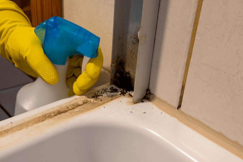Mold Removal