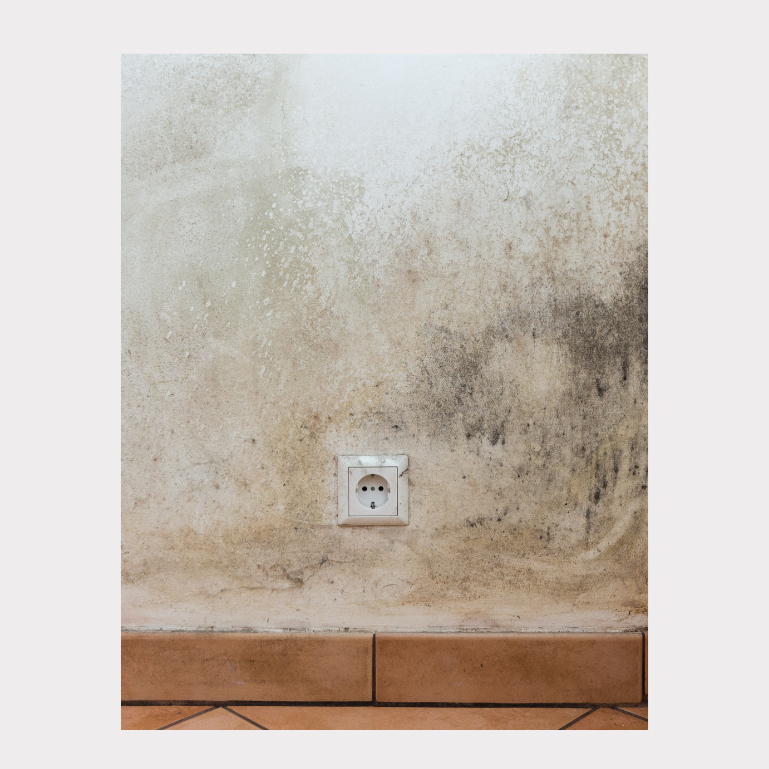 Mold Removal