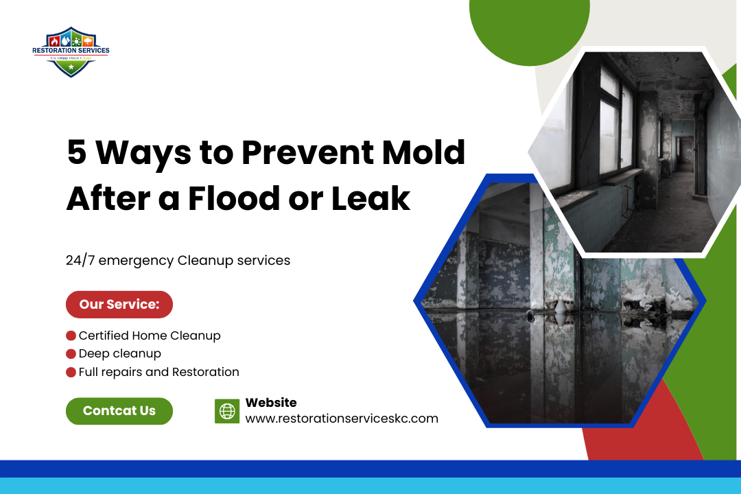 5 Ways to Prevent Mold After a Flood or Leak