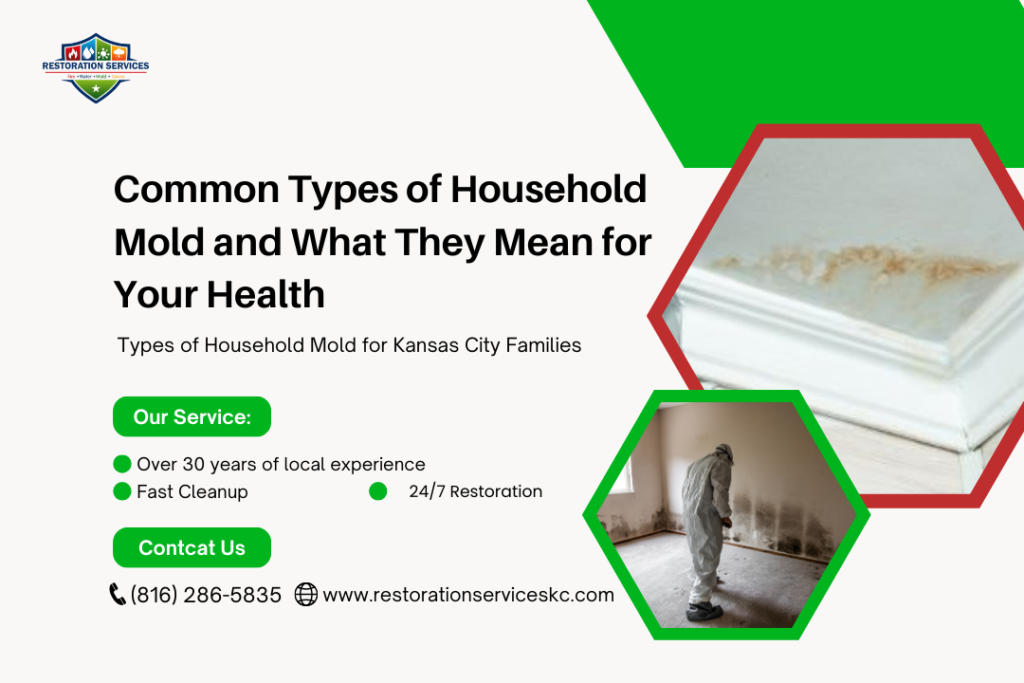 Common Types of Household Mold and What They Mean for Your Health