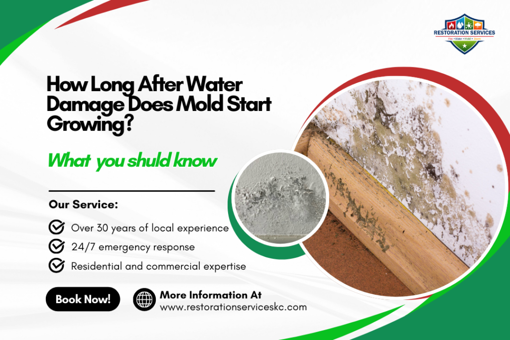 How Long After Water Damage Does Mold Start Growing?