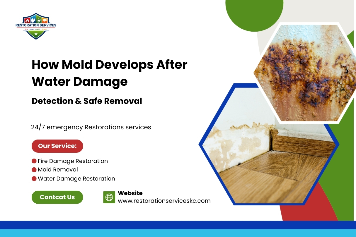 How Mold Develops After Water Damage — Detection & Safe Removal